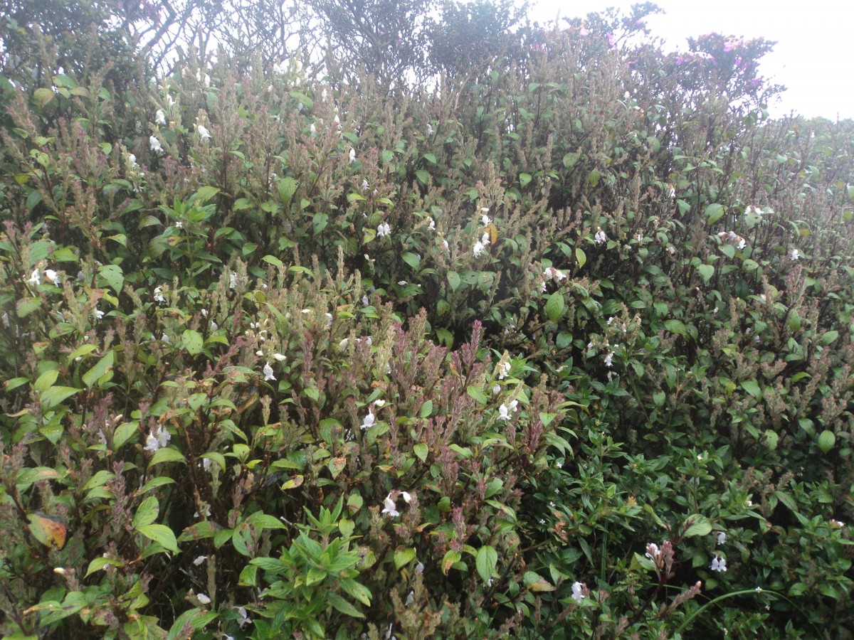 Strobilanthes viscosa (Arn. ex Nees) T.Anderson